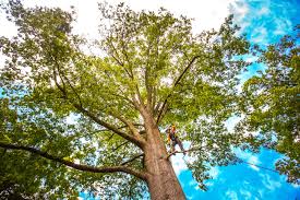 Best Palm Tree Trimming  in South Farmingdale, NY