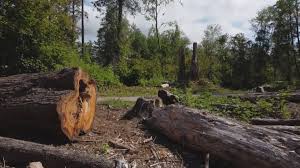 Trusted South Farmingdale, NY Tree Care Experts